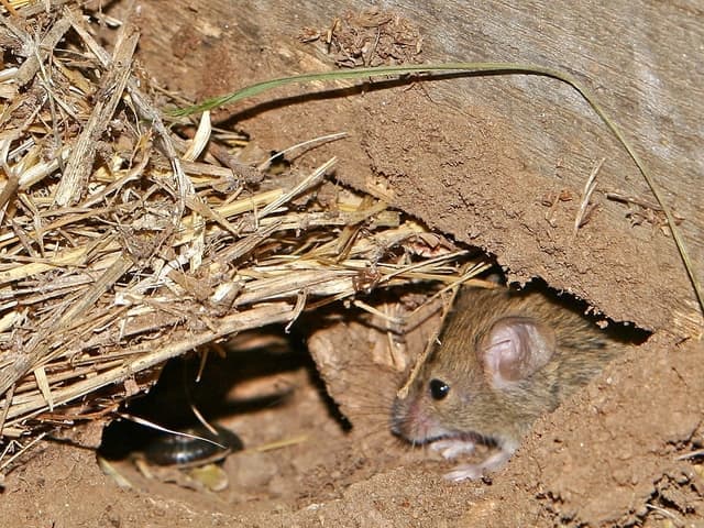 Mice in the House Identifying the Telltale Signs