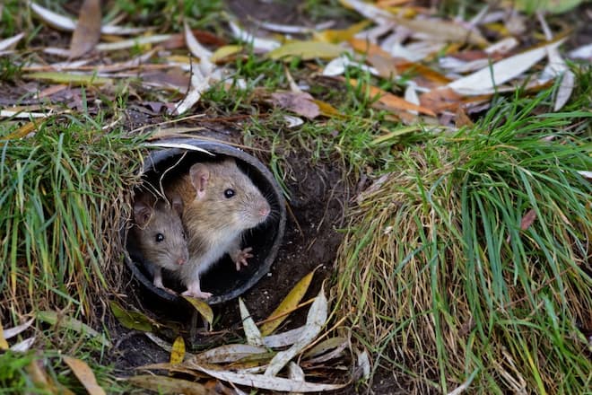 Preventing Rats from Digging Holes Yard and Garden Strategies