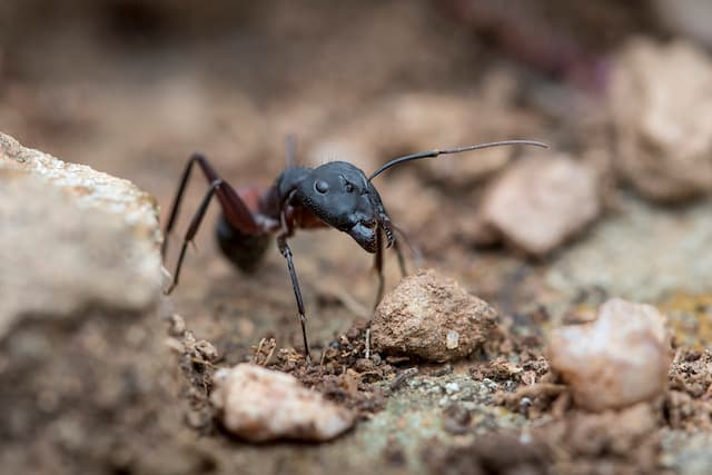 Removing Pavement Ants from Your Home Effective Solutions