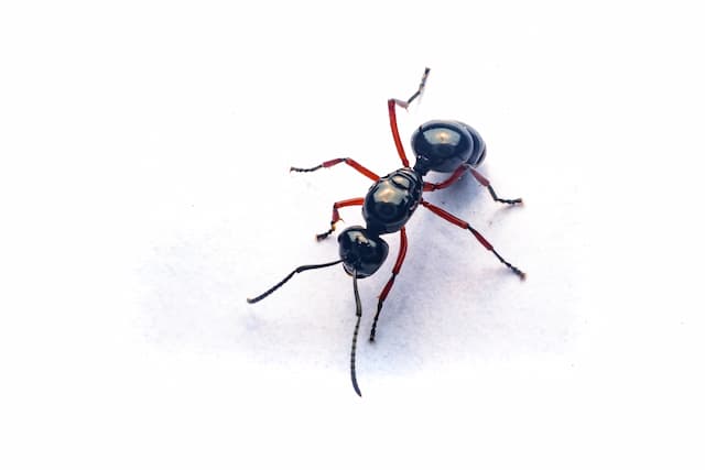 Signs of a Carpenter Ant Problem Recognizing Infestations