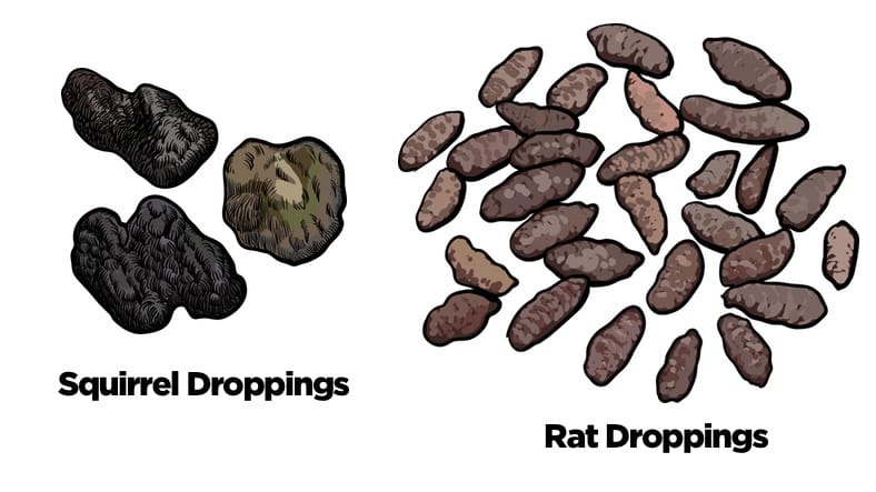 Squirrel Droppings vs Rat Droppings