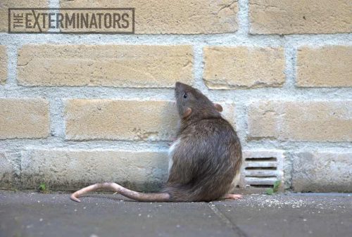 outdoor rat control oshawa